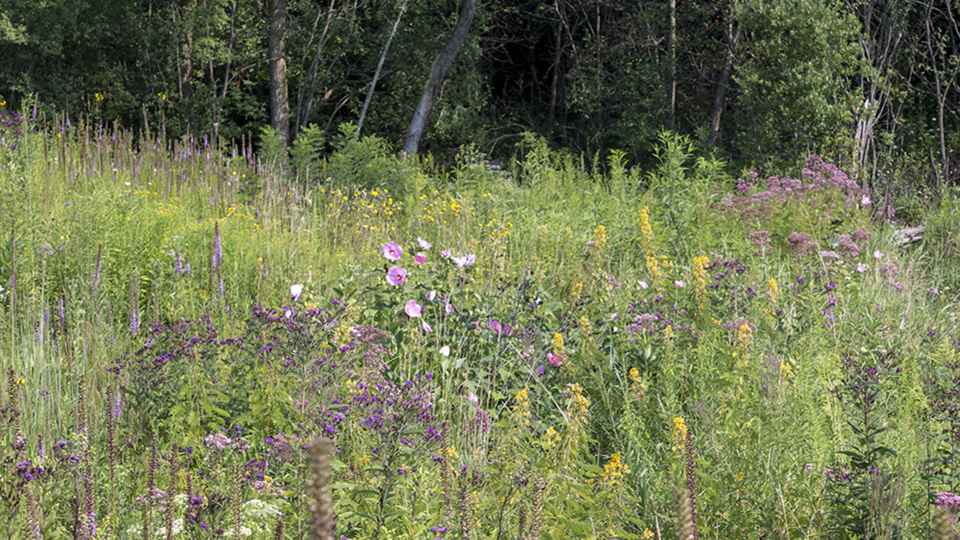 mayslake-prairie-1920x1080